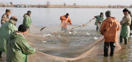 Весенний вылов рыбы проходит в рабочем режиме, - Краткий обзор рынка рыбы