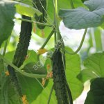 огурец среднеплодный Атлет