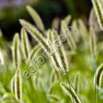 Тимофеевка луговая Нарымская (ЭС, РС1)