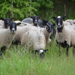 ОВЦЫ, БАРАНЫ, ЯГНЯТА ЖИВЫМ ВЕСОМ