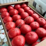 Помидоры розовые