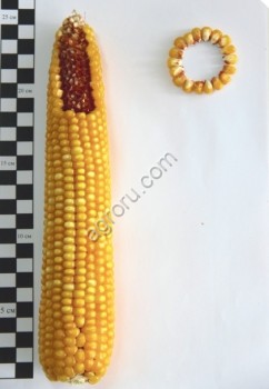 Семена гибридов кукурузы отечественной селекции