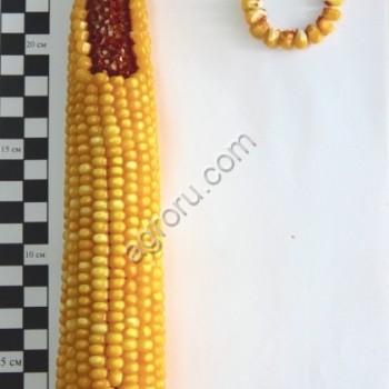 Семена гибридов кукурузы отечественной селекции