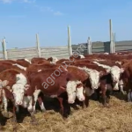 Герефорды телки Бычки