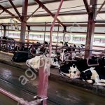 молочные породы нетели голштинской породы