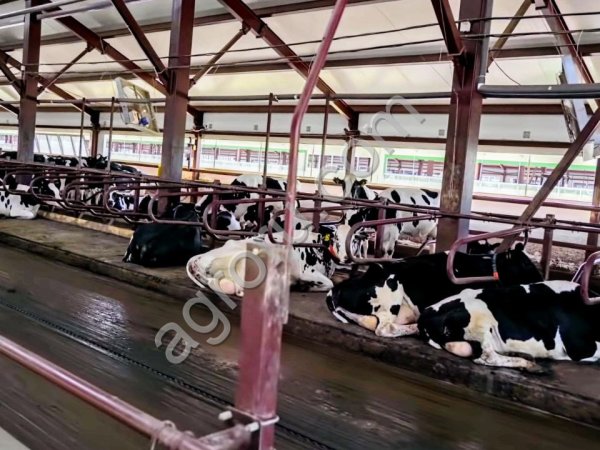 молочные породы нетели голштинской породы