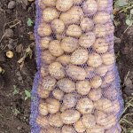 Картофель Гала