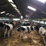 Племенные Черно-Пестрые нетели Голштинизированные