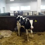 Бычки и Телочки