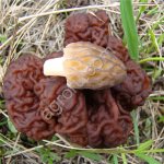 Сморчки, строчки(свежие, сухие)