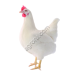Куры несушки породы Ломан Уайт