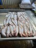 Корюшка азиатская зубастая 20-23см
