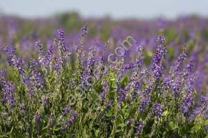 Козлятник (галега восточная) Гале (РС-2)