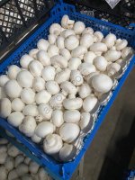 Шампиньоны свежие