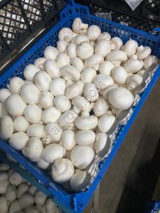 Шампиньоны свежие