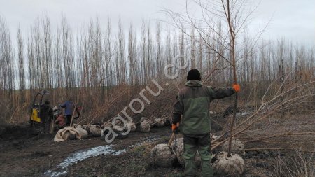 Саженцы крупномеры