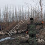 Саженцы крупномеры