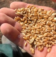 Зерно пшеницы мягкой. С документами и ФГИС Зерно