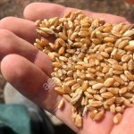 Зерно пшеницы мягкой. С документами и ФГИС Зерно