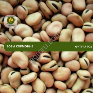 Семена бобов кормовых Футура ГСА