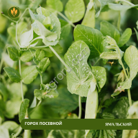 Горох посевной Ямальский
