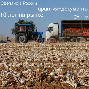 Стардаст семена лука репчатого