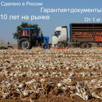 Стардаст семена лука репчатого