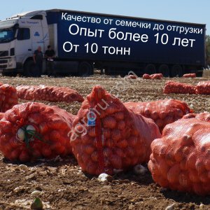 Лук на перо Стардаст