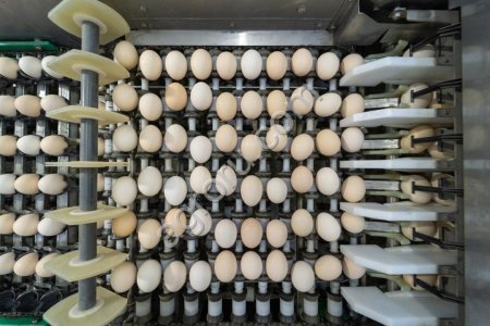 Инкубационное яйцо кросс ROSS-308, COBB-500