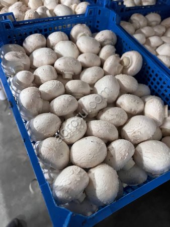 Грибы Шампиньоны оптом