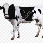 КРС на убой.