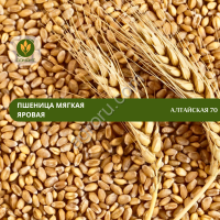 Семена пшеницы Алтайская 70 (ЭС)