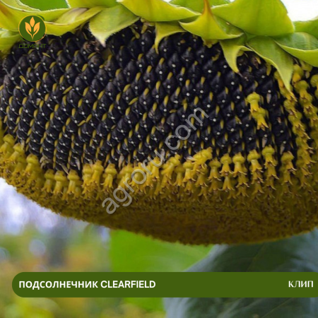 Семена подсолнечника Клип