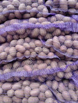 Семенной картофель отичного качества