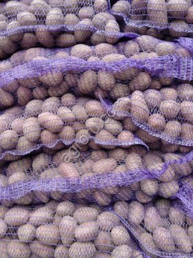 Семенной картофель отичного качества