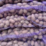Семенной картофель отичного качества