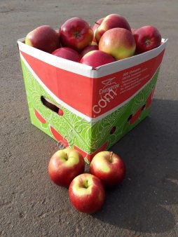 Яблоки сорт Лигол