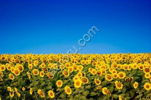 Гибрид подсолнечника Сури под Экспресс технологию