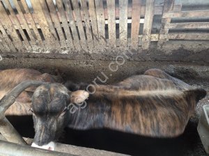 Бычки джерсейская/ красношвeдcкaя породы на племя и мясо