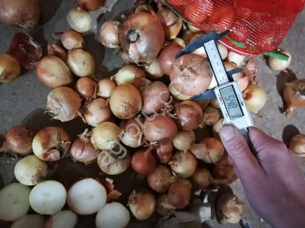 Лук репчатый