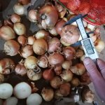 Лук репчатый