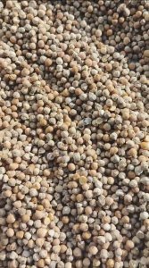 Нут кормовой