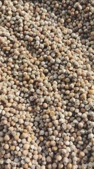 Нут кормовой