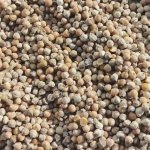 Нут кормовой