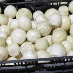 Лук репчатый очищенный