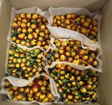 Купить тюльпаны оптом