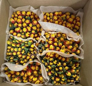 Купить тюльпаны оптом