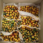Купить тюльпаны оптом