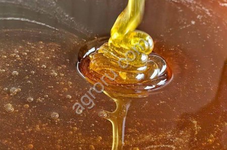 Мёд дягилевый натуральный  элитный сорт