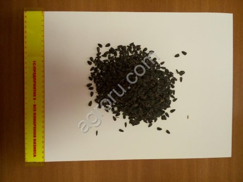 Подсолнечник